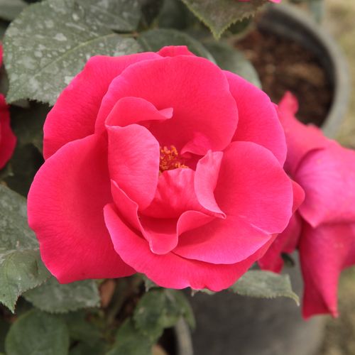 Rosen Online Kaufen - Rosa Anne Poulsen® - rot - floribundarosen - diskret duftend - Poulsen, Svend - Bildet einen angenehmen Kontrast zu gelbgrünen Blättern und blumen, passt auch gut zu roten und lilafarbenen Blumen.